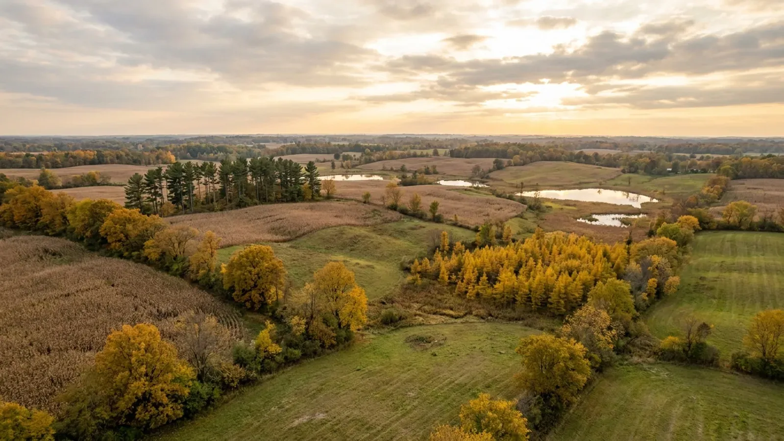 Rolling moraine farmland with small lakes and marshes between the hills, a golden tamarack swamp and white pines on a ridge in early autumn.